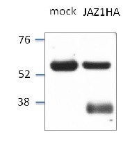 JAZ1 | Jasmonate ZIM-domain protein 1 in the group Antibodies for Plant/Algal / Hormones / Jasmonates at Agrisera AB (Antibodies for research) (AS13 2648)
